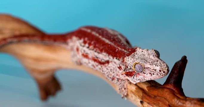 Female Gargoyle Gecko with white and red stripes on a single, brown, wet branch. Gecko licks the branch and itself to clean off the water droplets. Blue background in studio and in 4k.