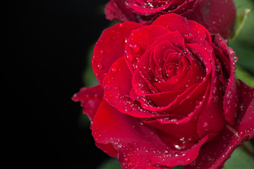 Rain drops on red rose