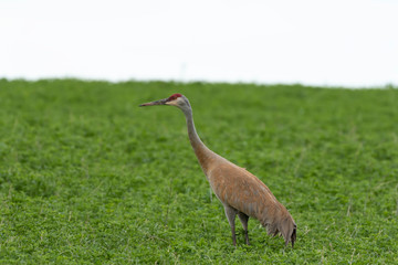 Naklejka premium Sandhill cranes (grus canadensis) on the field. Large grey brown birds with red crowns. Nature scene from Wisconsin