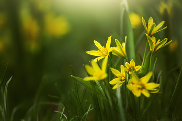 Fototapeta premium Spring yellow flowers