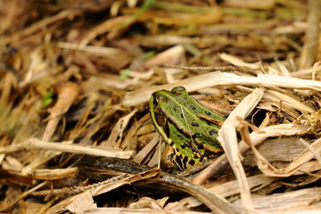 Laubfrosch