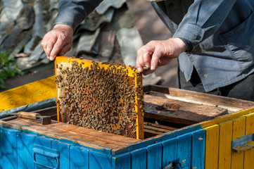The beekeeper examines bees in honeycombs.