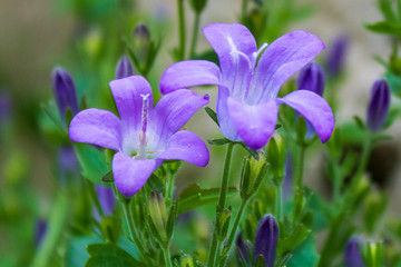 purple flowers with green grass in springtime, close-up