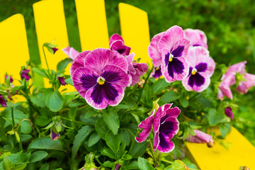 A pot of pretty pansies sitting on an Adirondack chair.