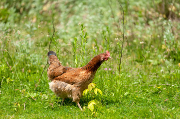 Cock close up on the farm, green grass background