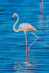 Flamingo wading in a lake while on safari in the Serengeti