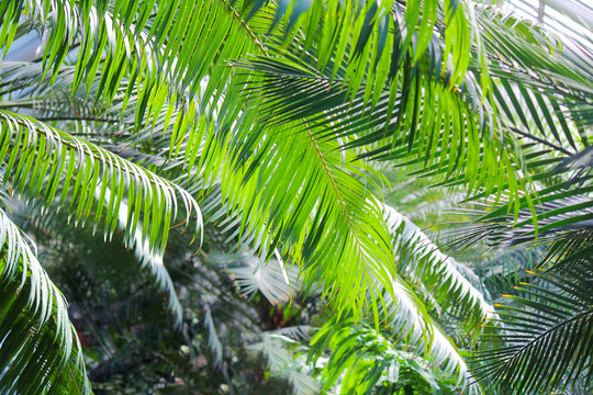 lush green palm leaves. tropical plants for summer background © Elena