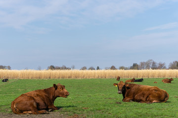 Kuhweide Feld Getreide