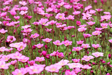 Saxifrage rose, small pink flowers in the grass
