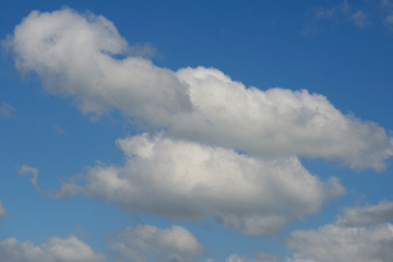 Cottony clouds, cumulus clouds, in a blue sky