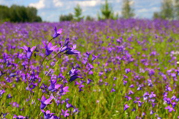 Obraz premium Campánula pátula at the green meadow, close-up, short focus