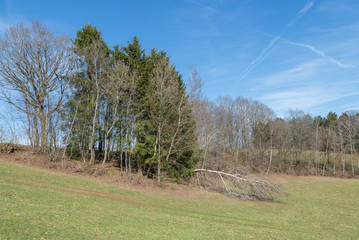 Von Schnee umgedrückter Baum im Frühling, Deutschland