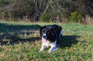 Border Collie on a Farm