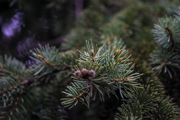 pine tree branch with cones abstract background
