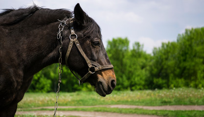 portrait of the horse in the field