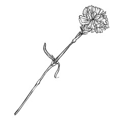 Carnation flower on a long stem. Vector graphic monochrome isolated image.