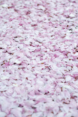 Sakura petals lying down on background 
