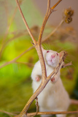 The concept of a fairy tale. Mouse is like a fairy tale hero.