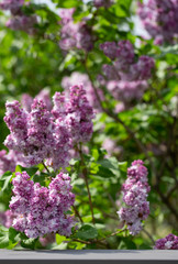 Empty place for your item on wooden table on lilac blossom flowers 