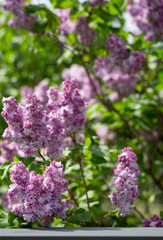 Empty place for your item on wooden table on lilac blossom flowers 
