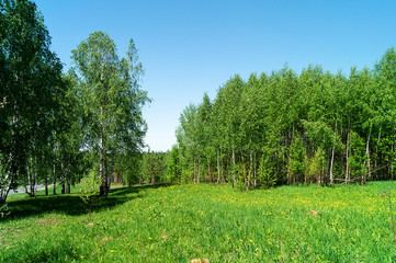 Fototapeta na wymiar Birch wood at spring length of time at solar day