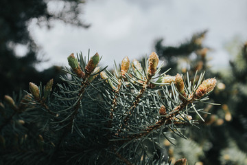pine tree branch with cones
