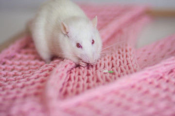 The concept of fashion. The pink color of the season. Beautiful mouse sitting.