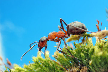 Ant runs quickly in the grass, clinging to the blades of grass.