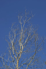 Dead Leafless Standing Tree against Blue Sky