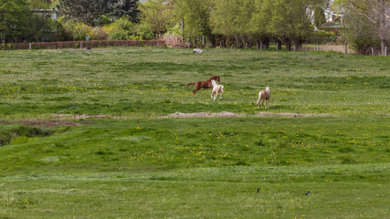 horses on the pasture