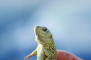 Bright green lizard. Lizard head close up.