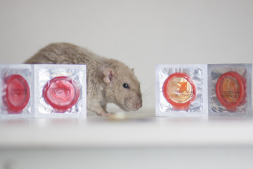 The concept of protection from pregnancy. Mouse with condoms.