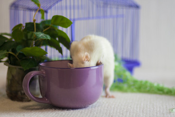 The concept of cooking. Rat in the Cup.