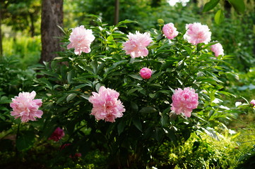 Pink blooming peony bush in the wild untamed naturalistic garden