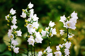 Campanula carpatica f. alba 'Weisse Clips' white bellflower close-up in a Summer Cottage Garden