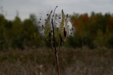 Milkweed seed pod