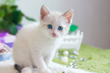 The concept of innocence. Small kitten close-up.