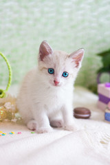 Beautiful kitten close-up. White cat on green background.