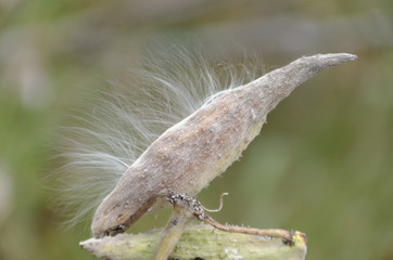 Milkweed seed pod