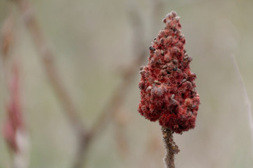 Sumac Blossom