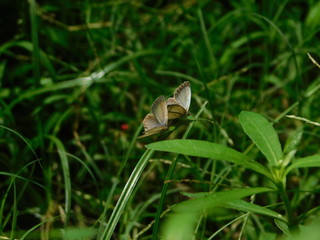 butterfly on grass