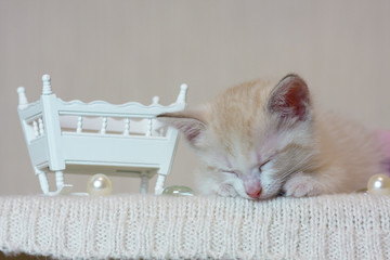 The concept of sleep. A small kitten sleeping.