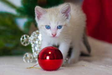 A small kitten with a Christmas toy. Cat on Christmas tree.