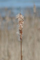 Cattails in the Marsh