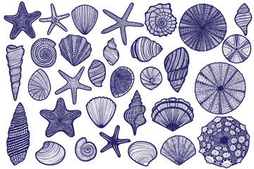 Isolated Seashell Starfish Urchin Set in Hand Drawn Style