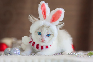 The cat in rabbit ears. A kitten in a rabbit costume.