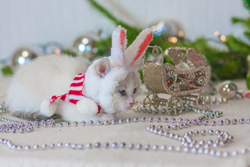 Christmas animals. The cat in rabbit ears. A kitten in a rabbit costume.