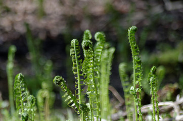 Fiddleheads - young ferns