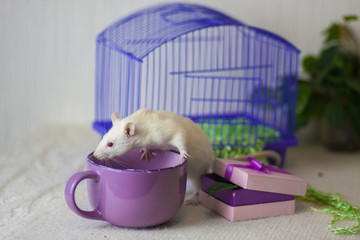 The concept of the tea party. Mouse with a large mug.