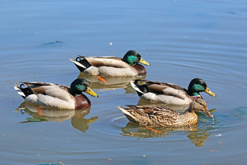 Mallard ducks on a lake